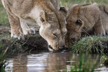 female lion getting a drink