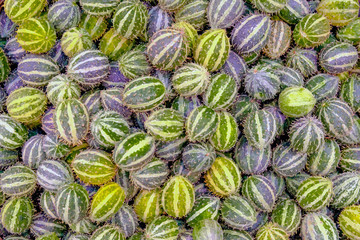 Exotic vegetables anguria.