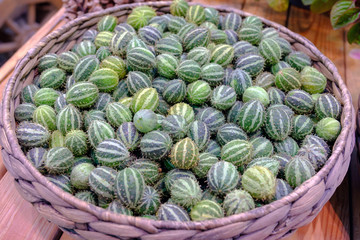Exotic vegetables anguria in wicker basket.