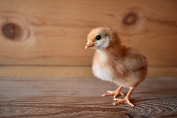 A chick on wood with a wooden background