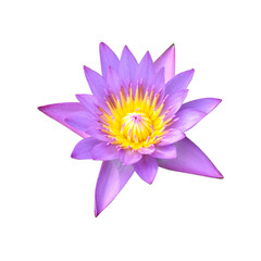 water lily or lotus flower isolate on white background,clipping path included
