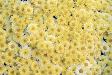 Background of many yellow chrysanthemum.