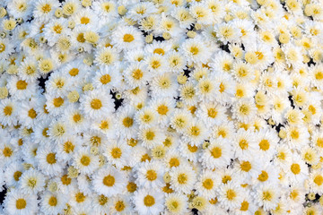 Background of many white chrysanthemum.