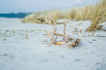 Sanddünen und ein Holzstiel am Strand