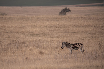 Fototapeta na wymiar Lone zebra (Equus quagga) in savannah grassland