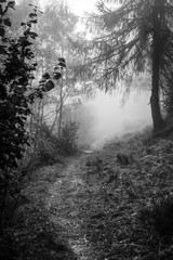 The misty path