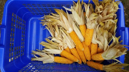 Kolby kukurydzy