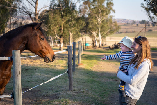 Young Boy Reaching Out To A Horse