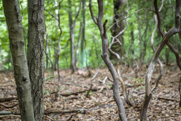 Blackstone Park