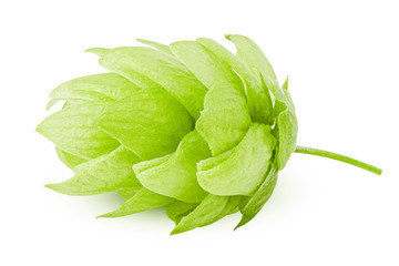 6312656 green hop, isolated on white background, clipping path, full depth of field