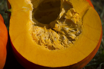 yellow pulp of pumpkin
