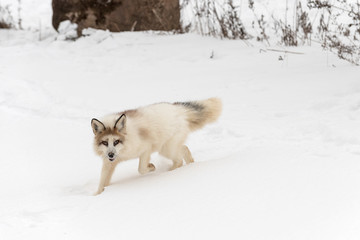 Red Marble Fox (Vulpes vulpes) Walks Forward to Left