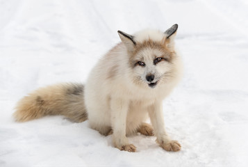 Obraz premium Red Marble Fox (Vulpes vulpes) Sits With Cocked Head