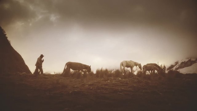 Peruvian shepherd walking with donkeys on the slopes of the andean mountains. Slow motion