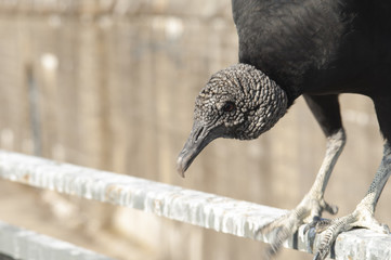 Imposing head-black vulture, Coragyps atratus, front view, with details, living in Forte Sao Luis and Forte do Pico, in Niterói, Rio de Janeiro.