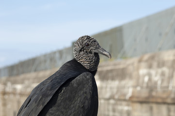 Imposing head-black vultures, Coragyps atratus, in lateral view, with details, rest in the gradio, live in Forte Sao Luis and Forte do Pico, in Niterói, Rio de Janeiro.