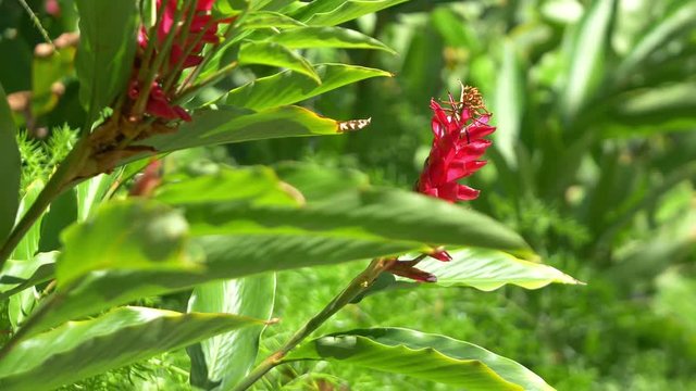 Ginger flower in Hawaii in 4k slow motion 60fps
