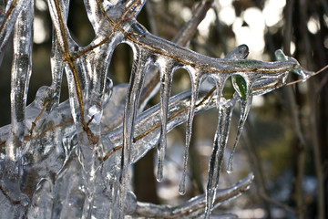 Eiszapfen und vereiste Äste im Winter