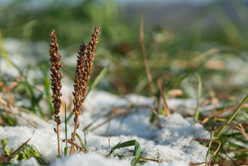 Wheat grass stalk close up in cold winter snow in beautiful morning sunlight