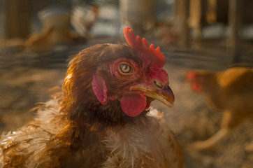 Gallina nel pollaio