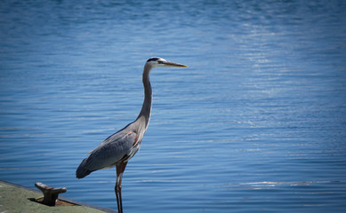 great blue heron in water