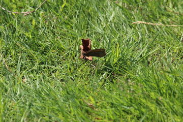 Obraz premium butterfly