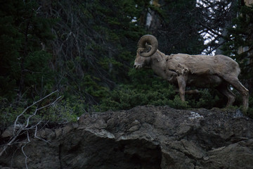 Obraz na płótnie Canvas Goat on a rock