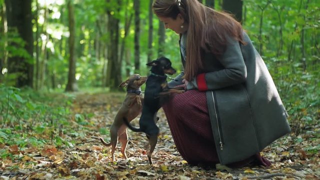 Woman squatting strokes two small dogs.