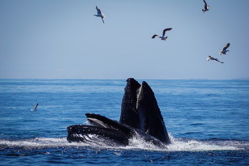Fototapeta premium Two whales in the sea catching a school of fish