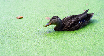 Duck and green lake