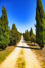 Obraz premium Allée d'oliviers et de cyprès, Toscane, Italie