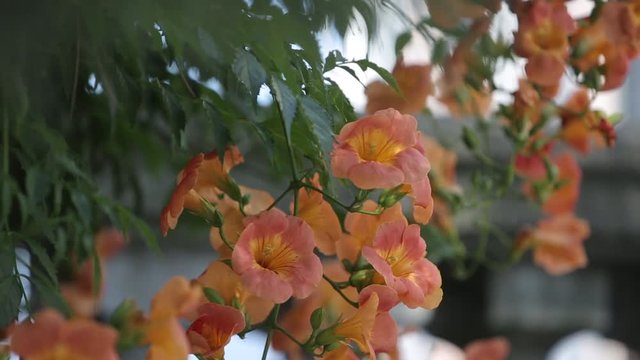 Orange Flowers grow in the garden on the Como lake island