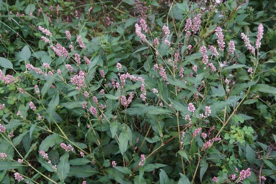 Pennsylvania Smartweed