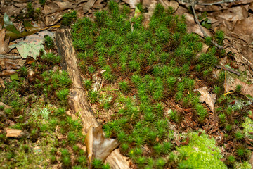 Obraz premium Tiny moss growing on the forest floor