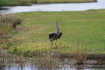 Sandhill Crane, Great Blue Heron,  battle of the birds, birds, nature, wildlife, terf war
