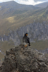 Eagle on ruca pichincha over quito, ecuador