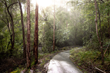 Fototapeta premium Path in a karri tree forest in Western Australia during rain