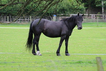 Obraz premium horse in the field