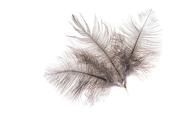 Gray feathers of ostrich