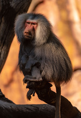 Baboon posing for portrait
