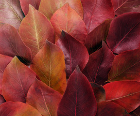 Autumn border. Composition of vibrant red and yellow leaves on a white background. Flat lay Top view background.