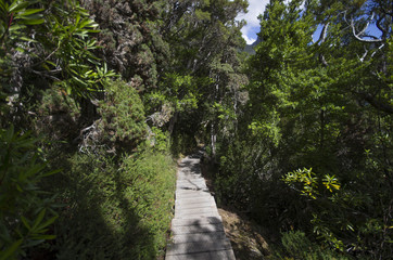 Fototapeta na wymiar Craddle Mountain National Park en Tasmanie