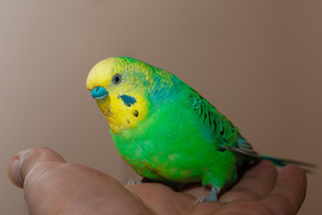 green yellow male budgerigar