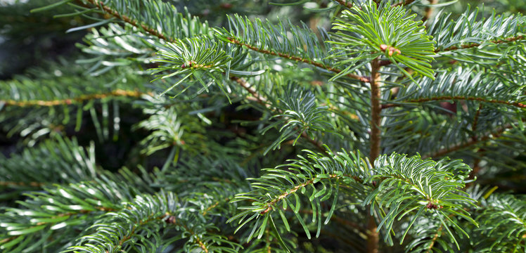 Fototapeta SAPIN DE NORDMANN