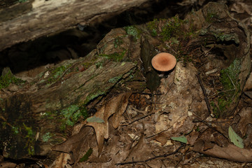 Isolated mushroom growing in decaying leafs in Allegheny National forest