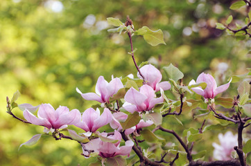 Beautiful magnolia tree blossoms in springtime. Jentle magnolia flower against sunset light. Romantic floral background.