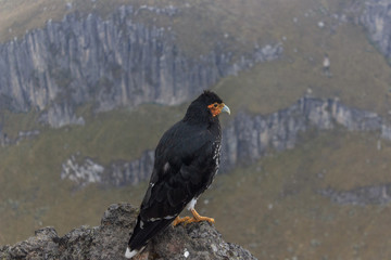 Eagle on ruca pichincha over quito, ecuador