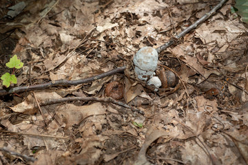 Isolated wild mushroom growing in decaying leaves in Allegheny National forest