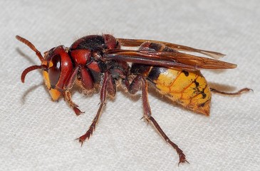 European Hornet (Vespa crabro)