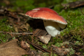 Isolated wild mushroom growing in decaying leaves in Allegheny National forest